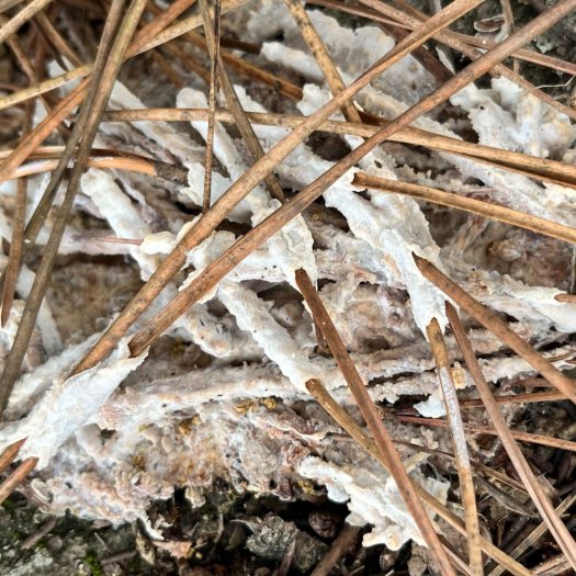 Trechispora stellulata